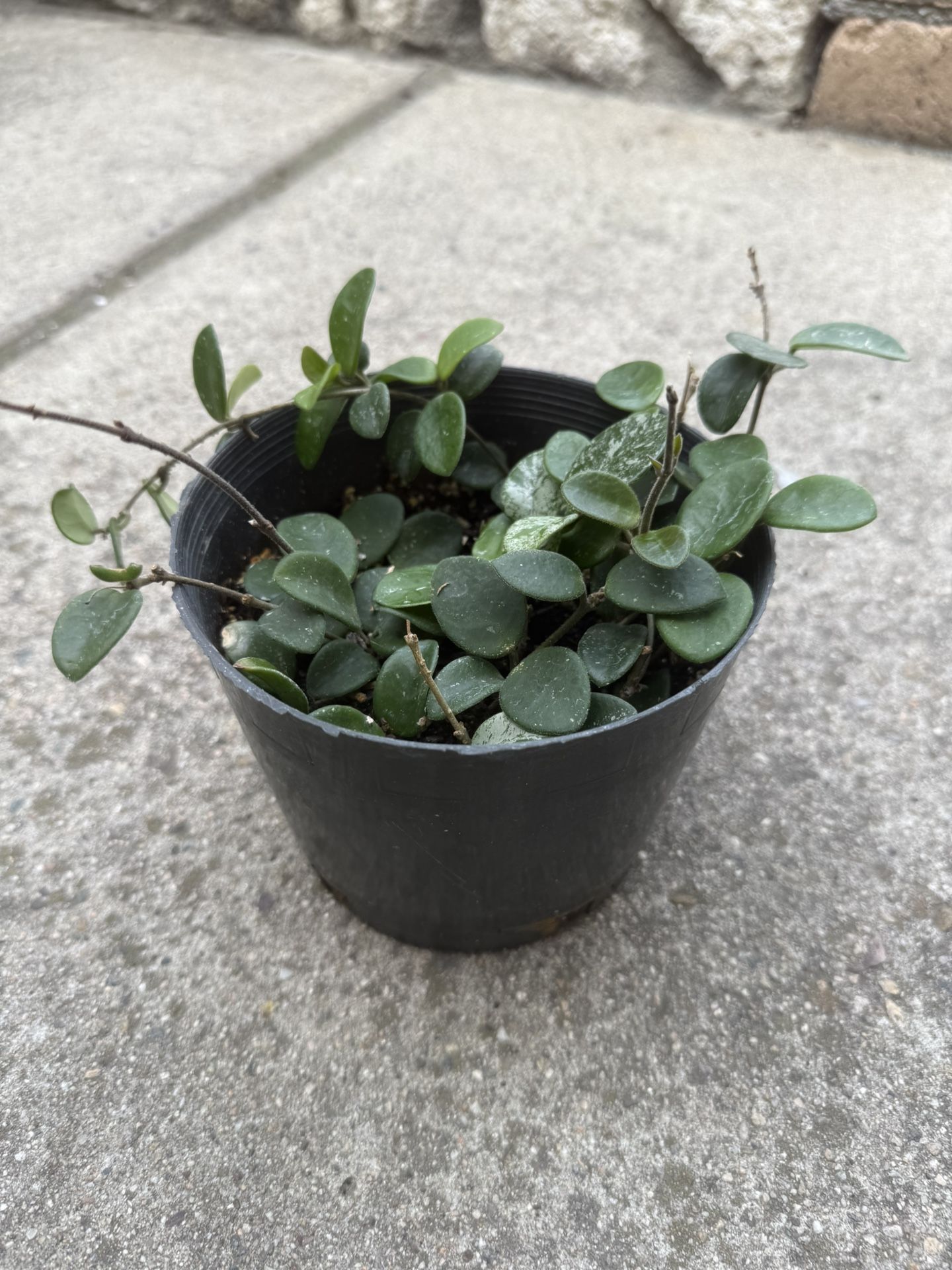 Hoya Mathilde &Mathilde Splash Plant