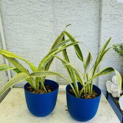 Snake Plants Live Houseplants Home Decor Garden Interior - 2 available