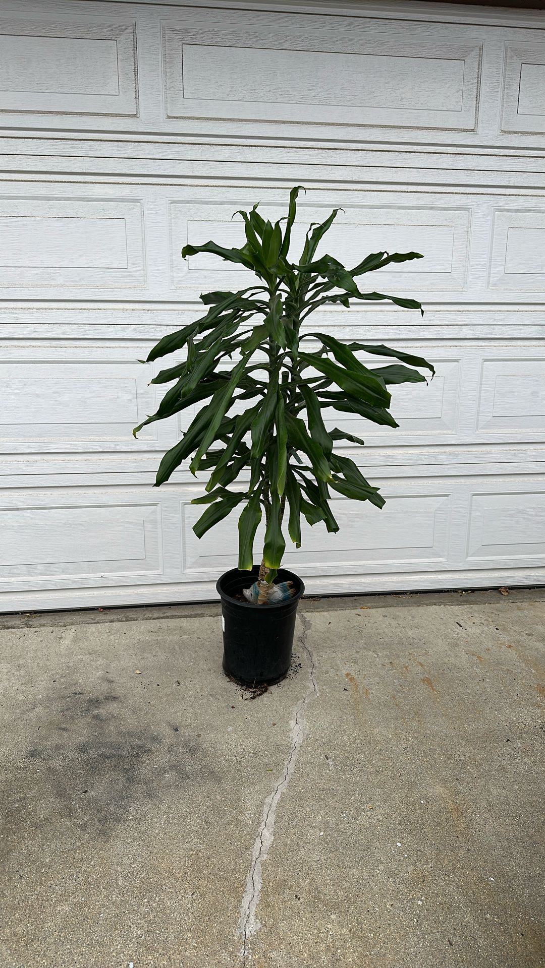 Brazilian Plant