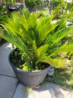 Sago palm for sale