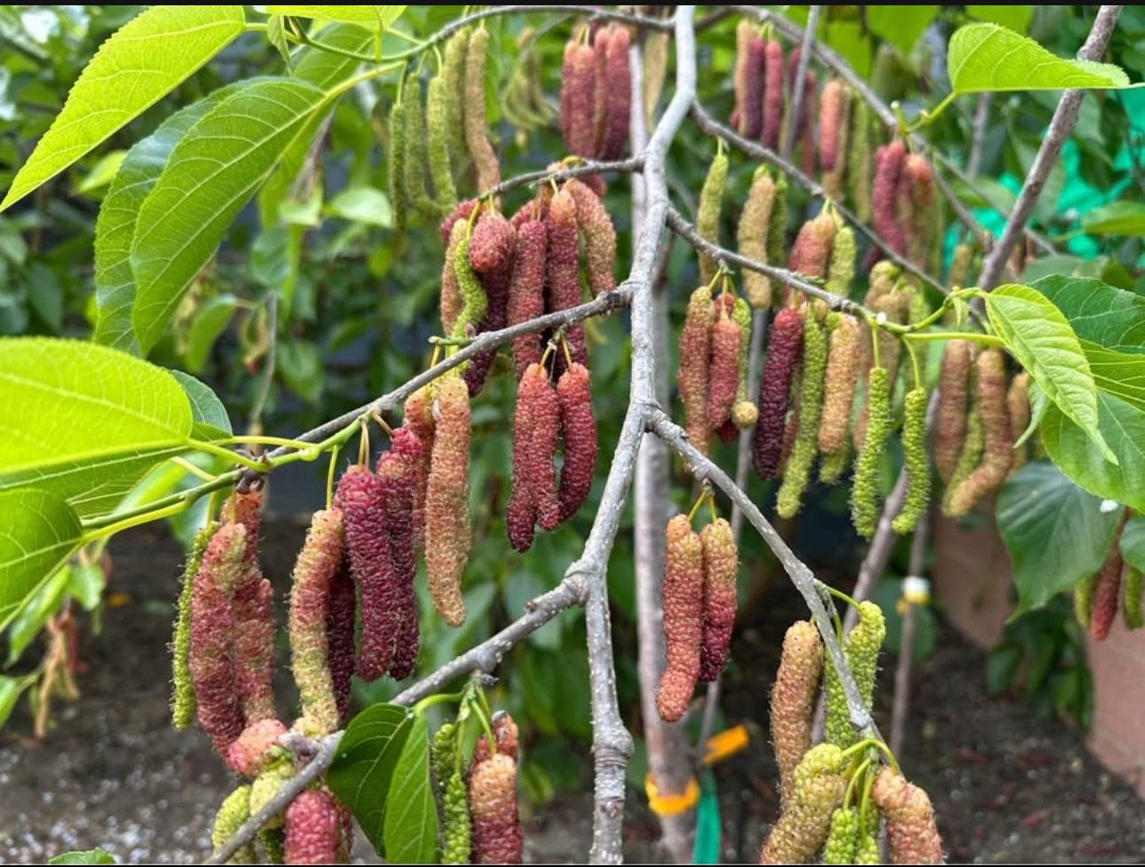 ‼️Pakistani Mulberry Tree For Sale- Only Three Available‼️ They have Fruits On Now