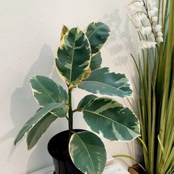 Living Plant 🌱24"H Rubber Plant on 7"H Pot ::: Indoor