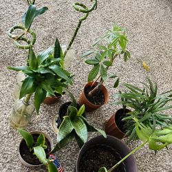 Indoor Plant Collection – Snake Plants, Lucky Bamboo, Money Tree & More  (Moving Sale)