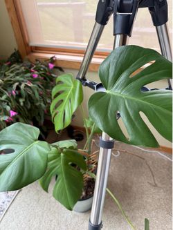 3ft healthy monstera