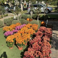 0.7G Garden Chrysanthemums Mums Potted Plants Flowers from Home Depot- Multiple Colors Available