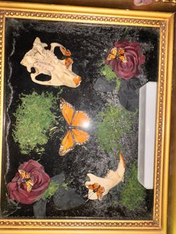 Beaver bone (real) Oddities 