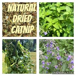 Dried Catnip / Catmint 