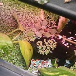 Floating Duckweed Aquatic Plants Fish Tank Plants 