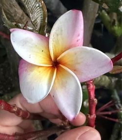 Cutting plumeria