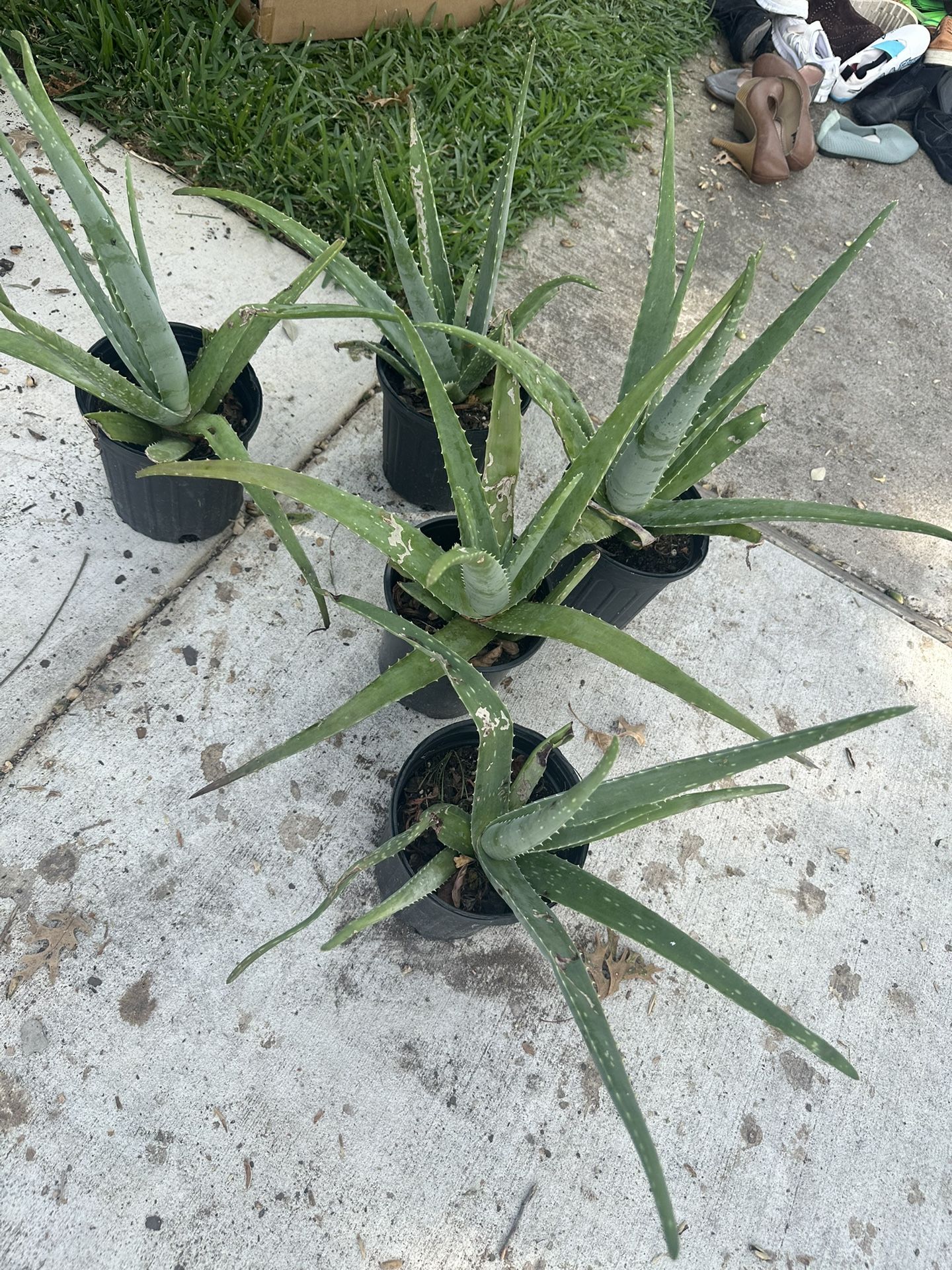 planta de sábila