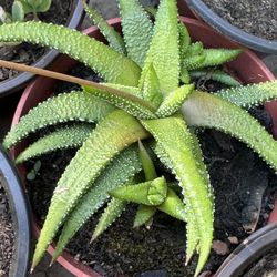 Cactus And Succulents 4”pot