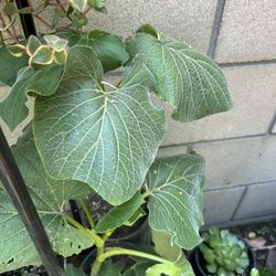 Hoja Santa