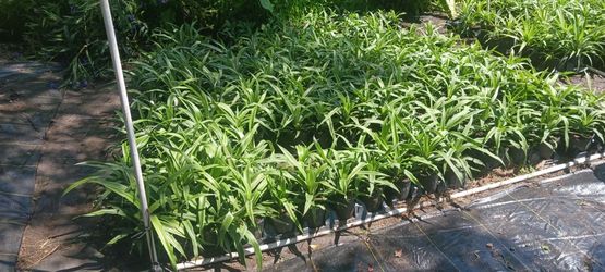 Sugarloaf And Florida Special Pineapples  🍍 