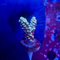 Indo Tenuis SPS Acro Display Decor