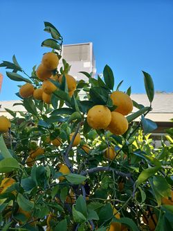 Large Organic Mayers Lemon 🍋