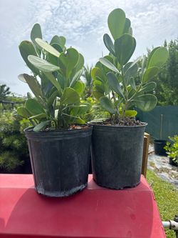 3 gal Clusia hedge