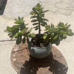 Jade Planters