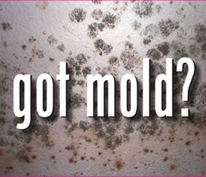 Got mold ?