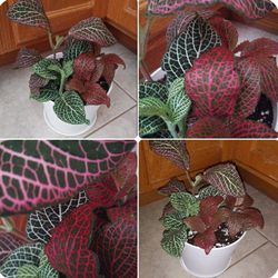 Mix 3 Colors red-white-pink Fittonia house plants