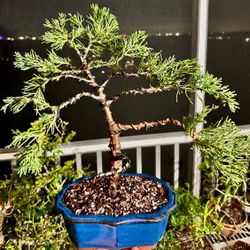 Bonsai Juniper 