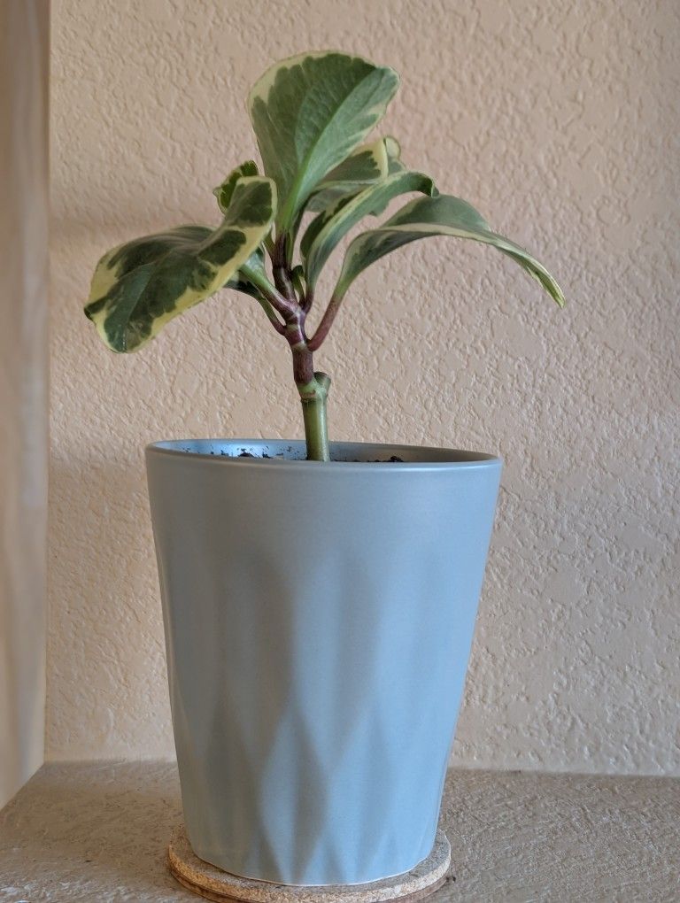 Healthy Beautiful Indoor Plant(Peperomia)
