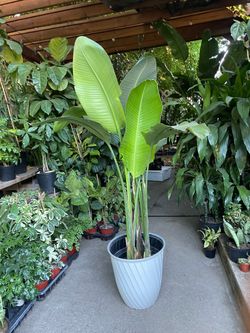 Huge bird of paradise, see last 2 pictures for details❤️
