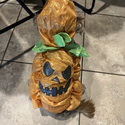 Halloween Costume Dog