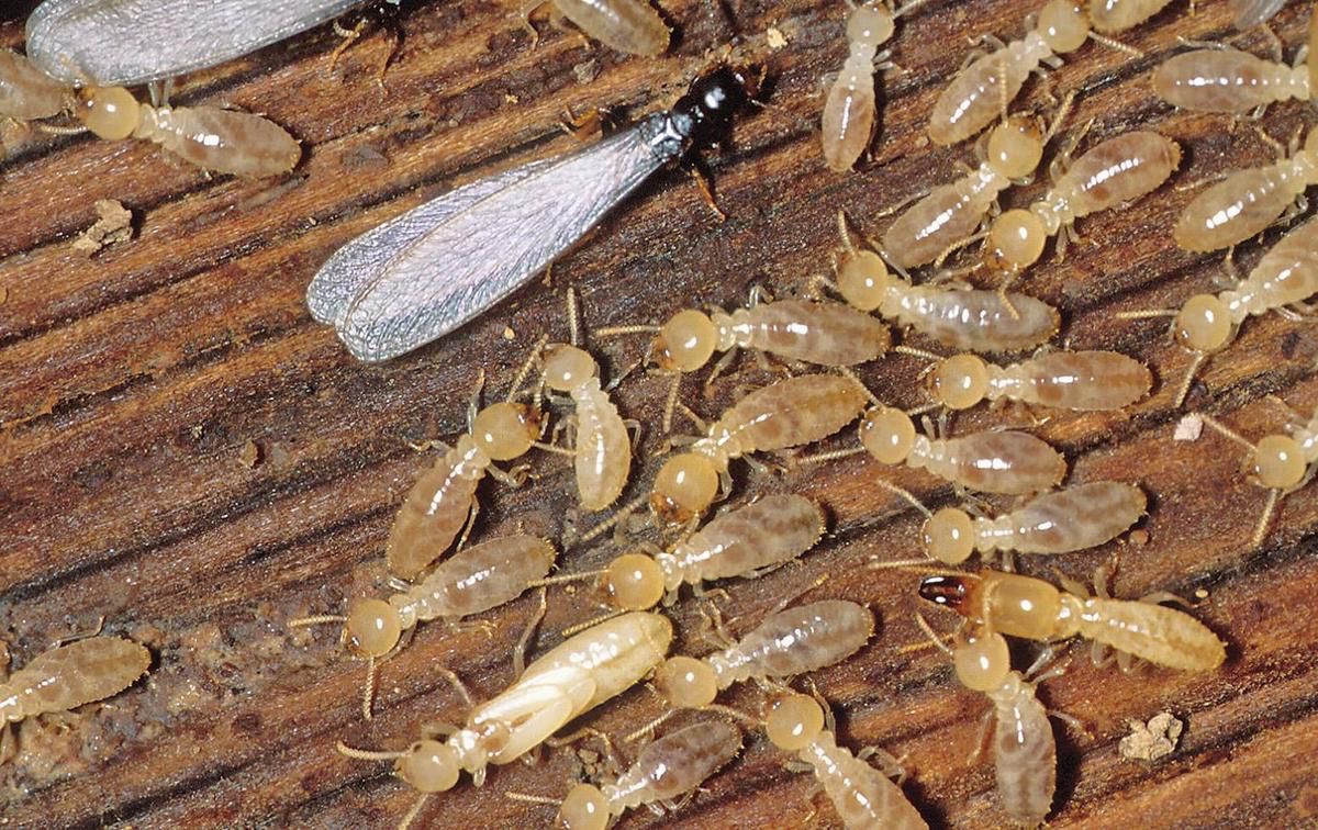 PROTECT YOUR HOME FROM TERMITES CONTACT US NOW.