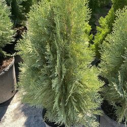 Arborvitae - 7 Gallons