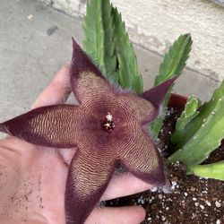 Stapelia Starfish Blooming Plant, In 6 Inch Pot  Pick Up Only