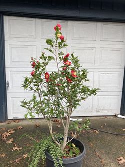 Camellia Yuletide Red