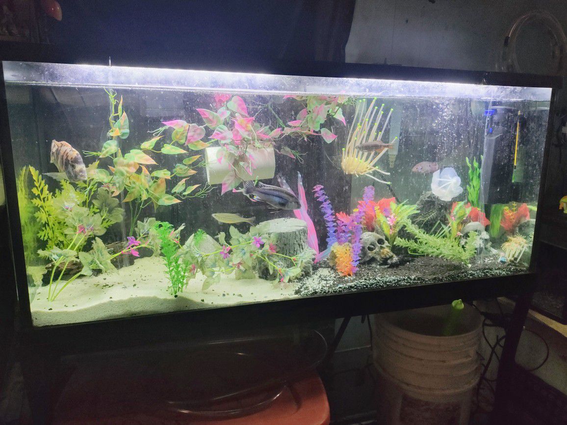 55 G Fish Tank/Stand