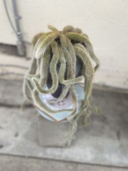 Hilderwintera Monkey Tail Blooming Plant, In 8 Inch Cerámic Pot Pick Up Only