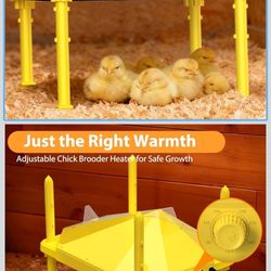 Brooder Plate for Chicks