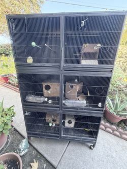 Bird Cage Lot