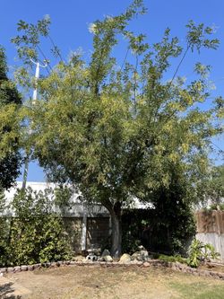 Tree Works