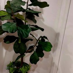 Plant Artificial Fig Tree Approx 5 Ft