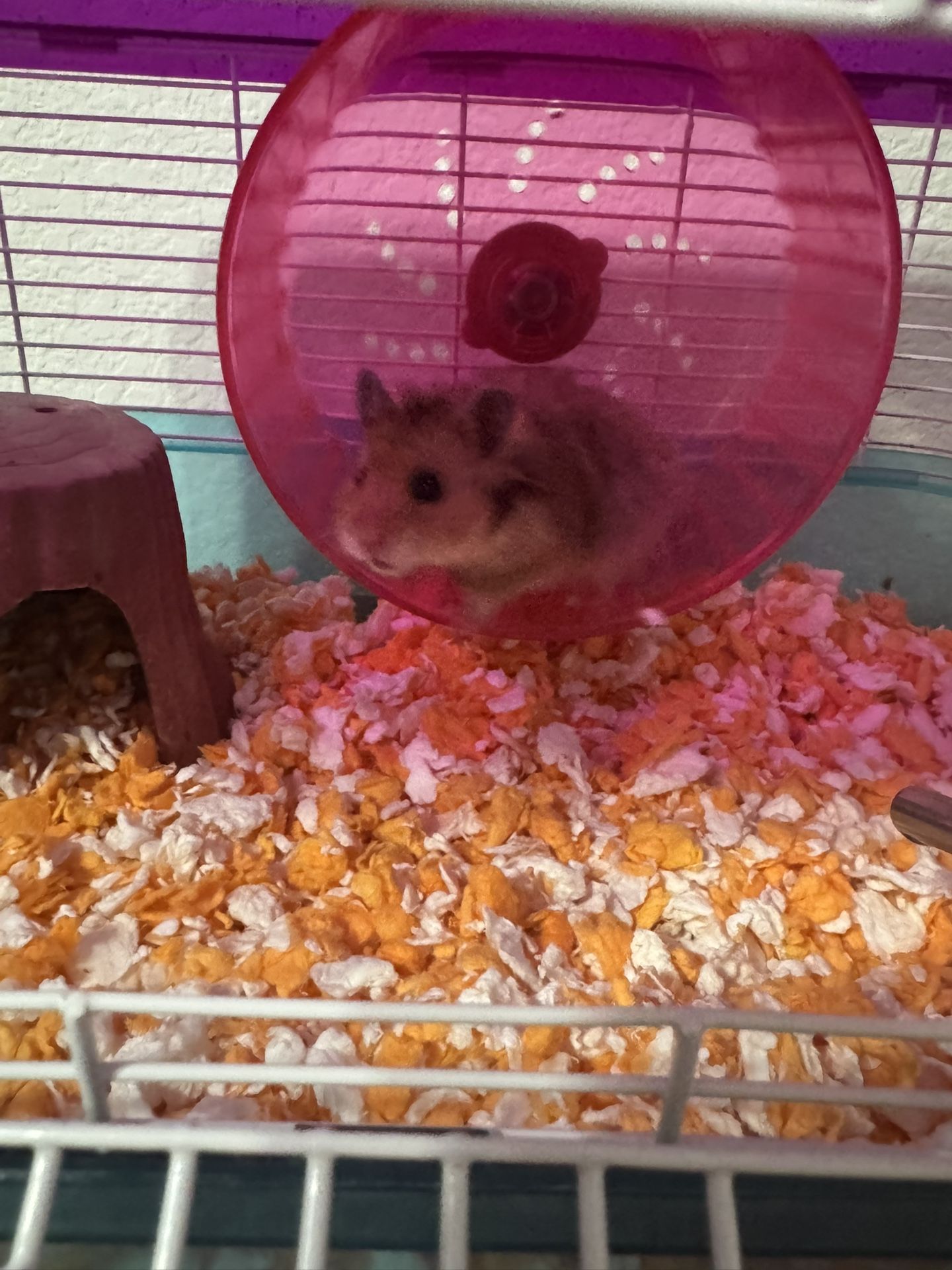 Hamster 