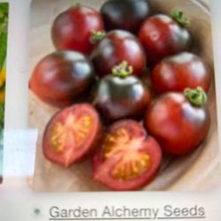 Indigo Cherry Tomato Plant
