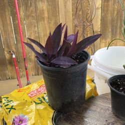 Purple Heart plant one gallon pot