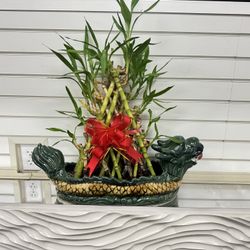 Green plant lucky bamboo with dragon boat shaped flower pot