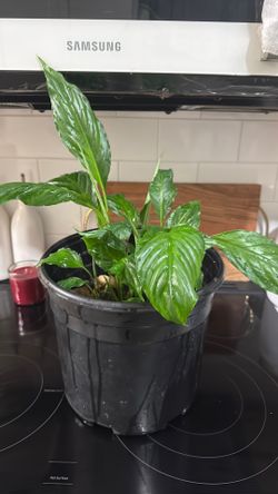 Beautiful peace lily in large pot