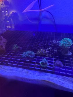 Fake saltwater decor