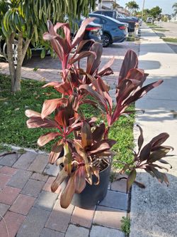 Free plants