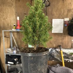 I Have A Variety Of Indoor And Outdoor Plants Available Starting At Three Dollars Up To $35 Each Message For Details Have Lots Of Plants Not Posted