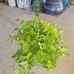 Potato Vine. Beautiful And Healthy HANGING BASKETS PLANTS ARRIVED. $14 each