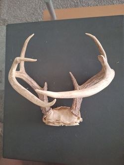 Deer antlers