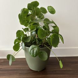 Pilea (Chinese Money Plant) With Pot