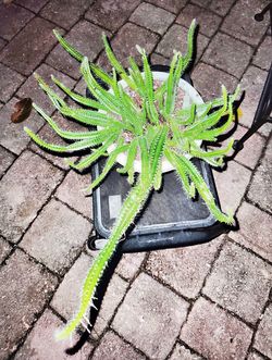 Dog tail cactus