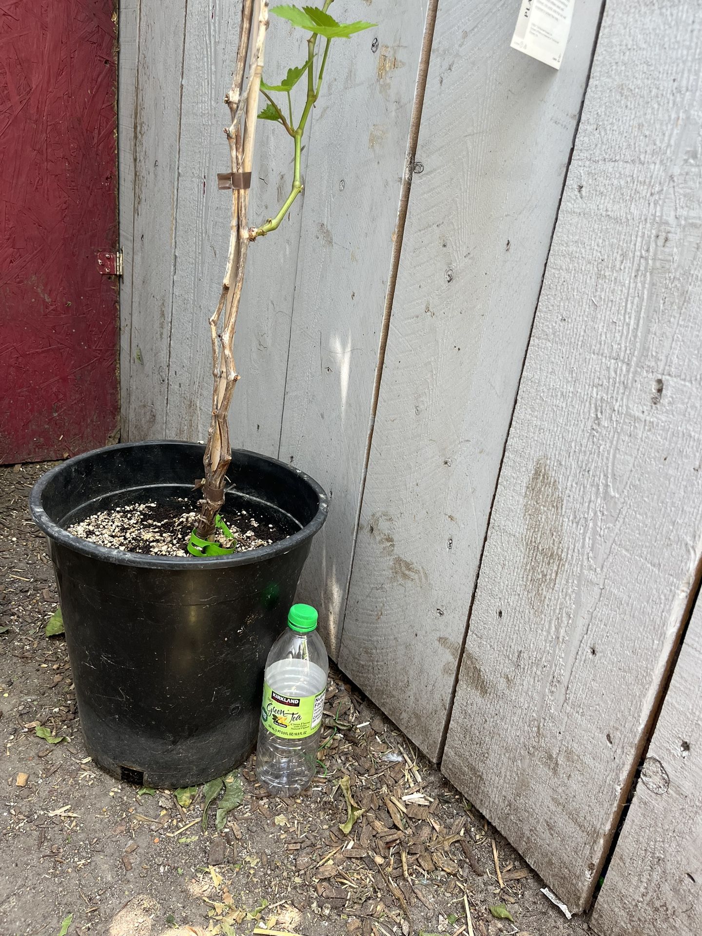 Grape Plant
